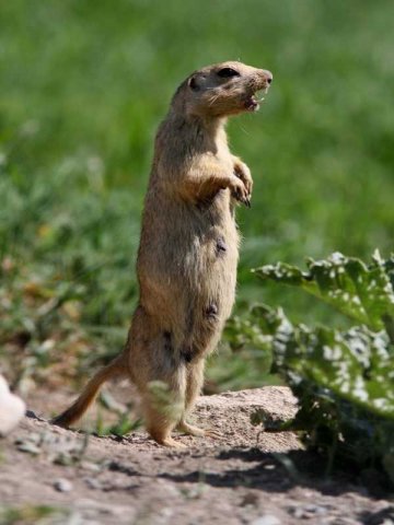 Large-toothed Souslik - Spermophilus fulvus.